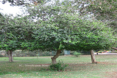 Dovyalis caffra